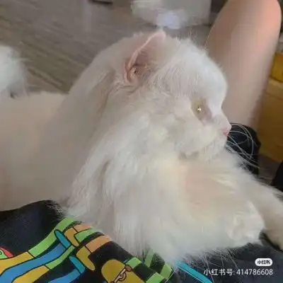 苏瓷卡哇伊宠物头像猫咪可爱微信头像我要个性网