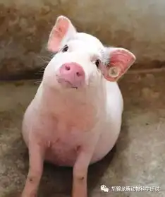  三大疾病危害养猪场养猪户要警惕