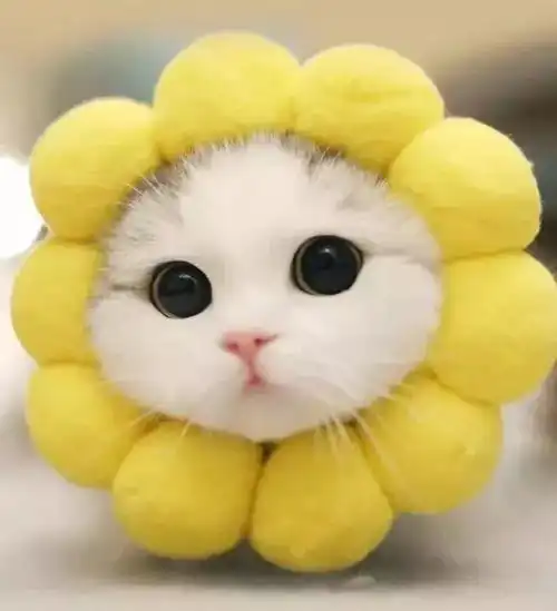  这些宠物买家秀是想笑死我,好继承我的蚂蚁花呗么