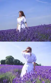  最近紫色薰衣草拍照火了,网友像极了恋爱时的模样