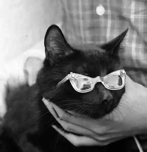  1961年,152条黑猫集体出现在好莱坞门口,原来是来试镜当演员