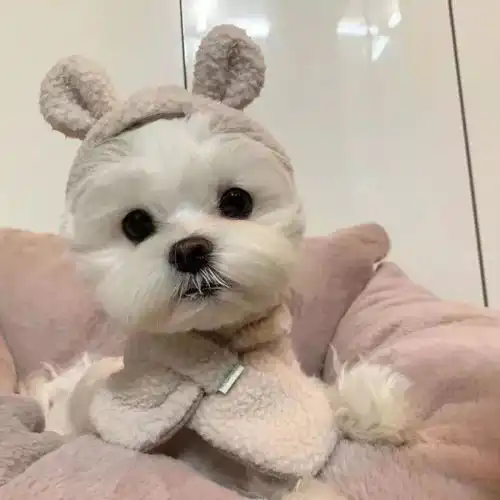  可爱的搞怪头像可爱没有脑袋