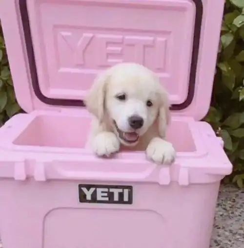  宠物头像一哄就好的人,活该受尽委屈