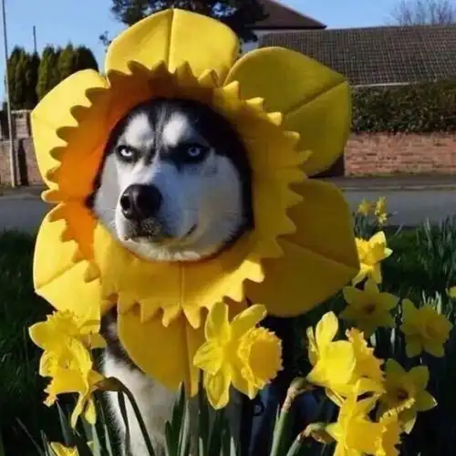  呆瓜文案馆搞怪文案