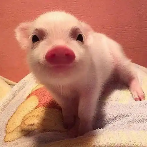  情侣头像你好,方便借一生说话吗