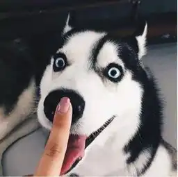  女孩子为什么都喜欢养大狗原因有4点