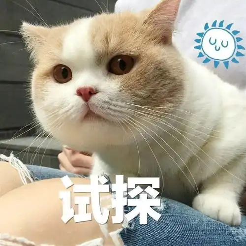  猫咪表情包接下来你是不是要凶我了