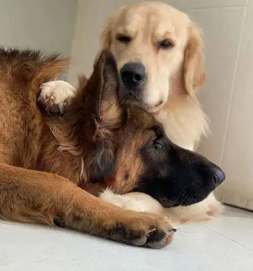  同时养了德牧和金毛,结果它俩灵魂互换了
