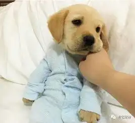 殴打一只三个月大的阿拉斯加,理由是正当防卫