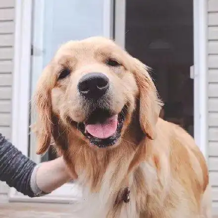高清无水印的金毛犬头像壁纸配图