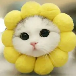  幽默是挫折中优雅的礼物