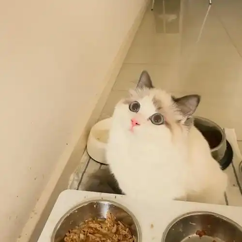  猫粮推荐,哪款猫粮好而不贵,性价比高