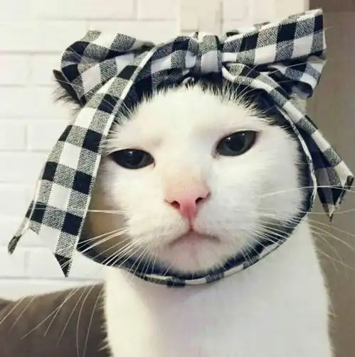  看猫咪吵完架后,瞬间感觉猫咪的智商是180