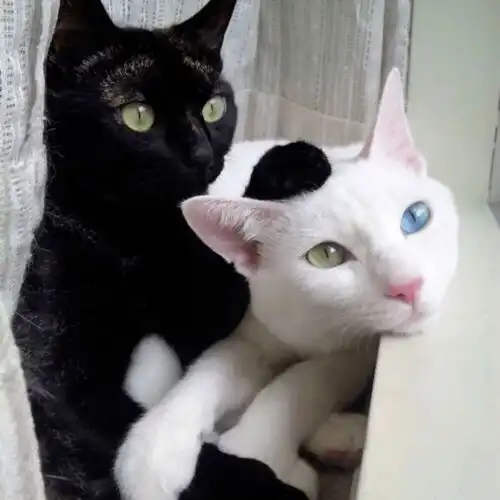  分享甜甜甜甜的猫猫头像