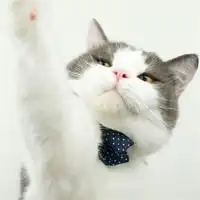  超可爱的情侣猫咪头像两只白色猫咪情侣头像