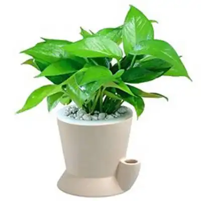  经典绿萝微信头像最好看的绿萝头像图片大全