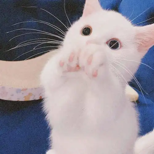  情头丨情侣头像