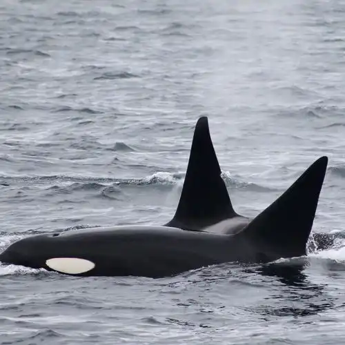  有什么好看的虎鲸图片