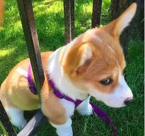  趣这大概是最巨大的一只柯基...古巨基柯猪