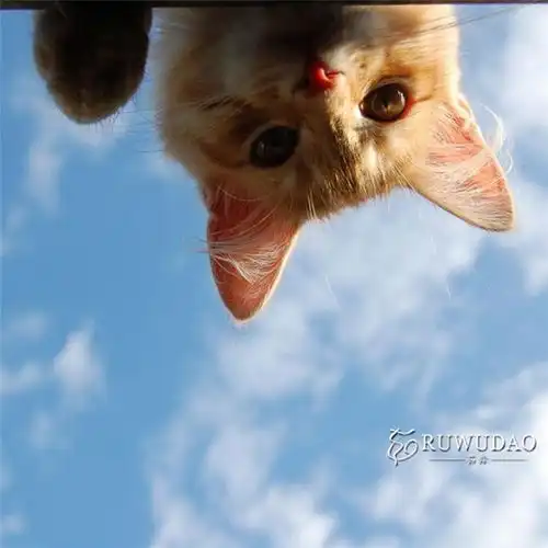  听说你拿不上奖倍感压力,连头发都快掉光了