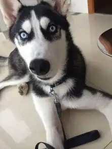  情人节和女友约会没回家,哈士奇把家拆了个底朝天