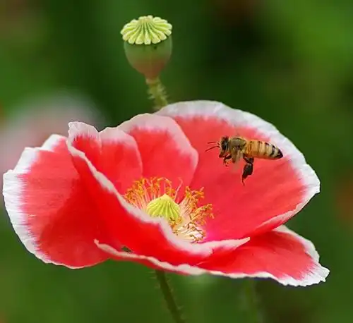  未来十天,4属相有望获得成功,喜事接连登门,生活顺心如意