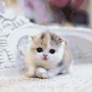  为什么有些猫暴躁上了天