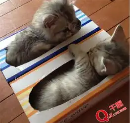 用光了的面巾纸盒长出猫来