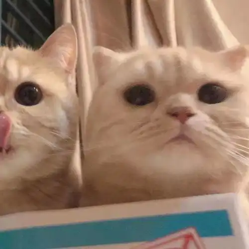  tang.326相约超甜情侣头像