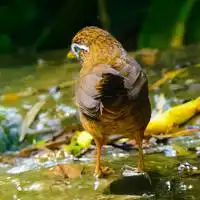  画眉鸟头像图片大全微信头像图片大全