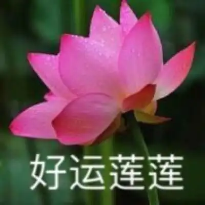 微信头像图片2020荷花带字系列荷花带字微信头像高清大全集