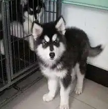  最新阿拉斯加信息