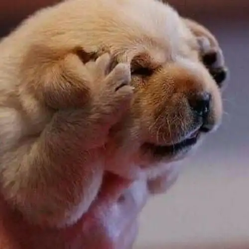  有哪些比较沙雕搞笑的头像