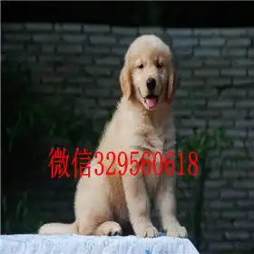  大庆哪里出售金毛犬出售美系美系金毛精品纯种金毛幼犬金毛犬图片
