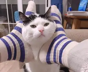  为什么没有听说过遛猫知道真相后恍然大悟