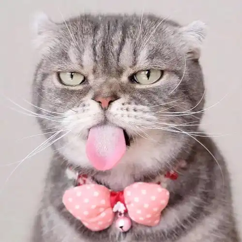  我才不是neko的个人空间acfun弹幕视频网认真你就输啦ω