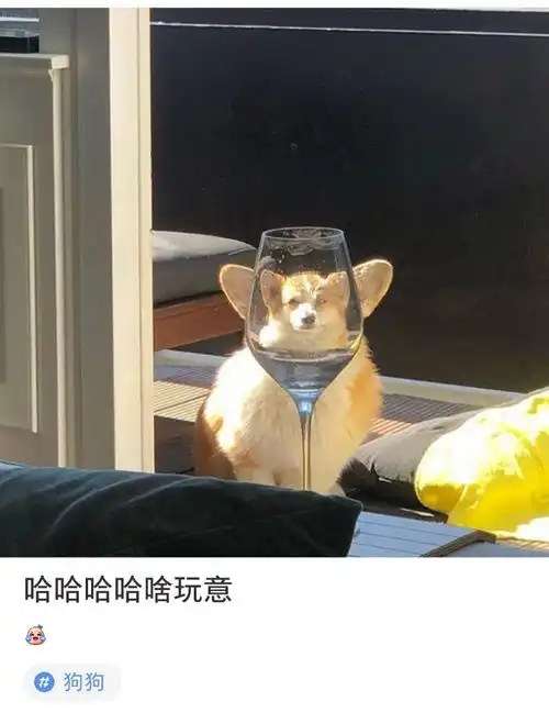  小动物是世界的宝藏