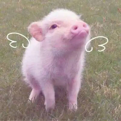  超萌猪头像可爱图片最近很火的猪的图片