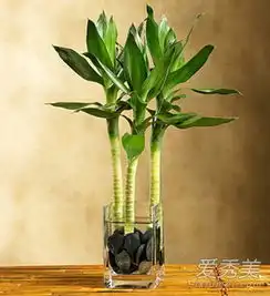  2016年可摆什么风水植物行好运