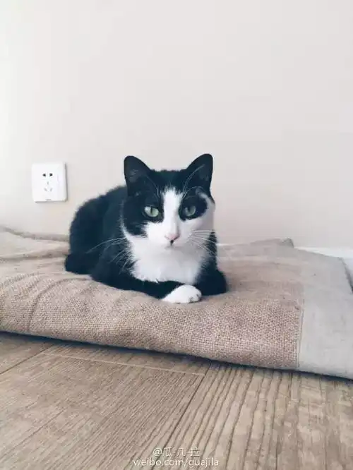  她将唐朝美女画成猫,原来被猫统治的世界是这样的