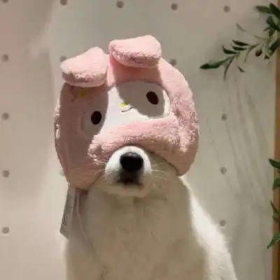  沙雕动物头像图片狗和猫沙雕头像