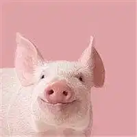  男孩抱猪头像图片微信头像图片大全