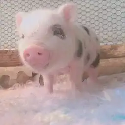  唯美超萌小粉猪可爱微信头像5