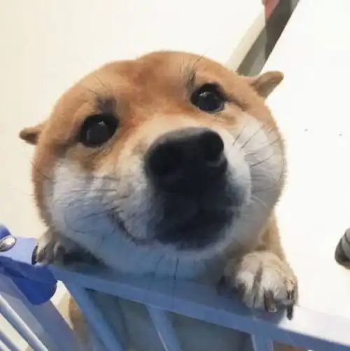  一看就有大病的沙雕头像来开心一下