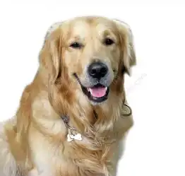 大型金毛犬图片高清图片免费下载jpg格式编号25570209千图网