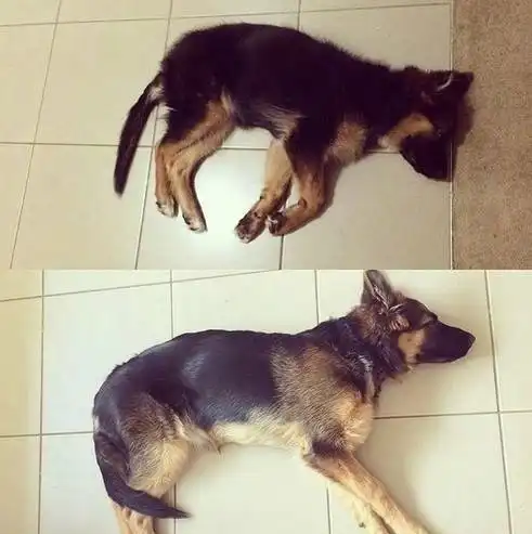  如果德牧暖起来......还有金毛什么事