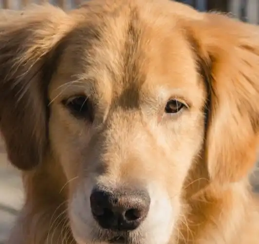  金毛犬拉布拉多犬易患哪些癌症疾病呢还有哪些狗狗易患癌症