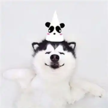 傻萌哈士奇头像搞笑图片搞笑二哈头像