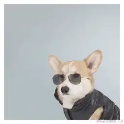  头像搞怪可爱猫狗