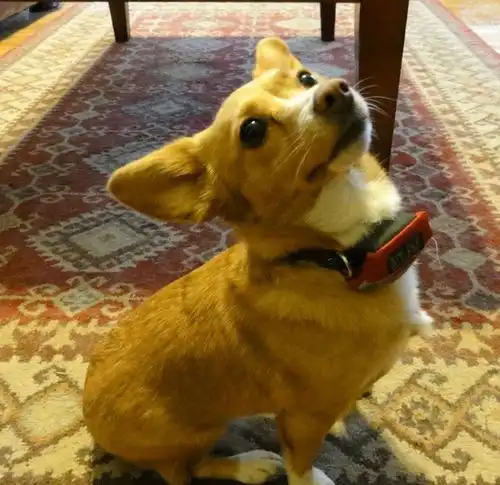  比淡黄的长裙更洗脑的,是柯基和哈士奇的宝宝...